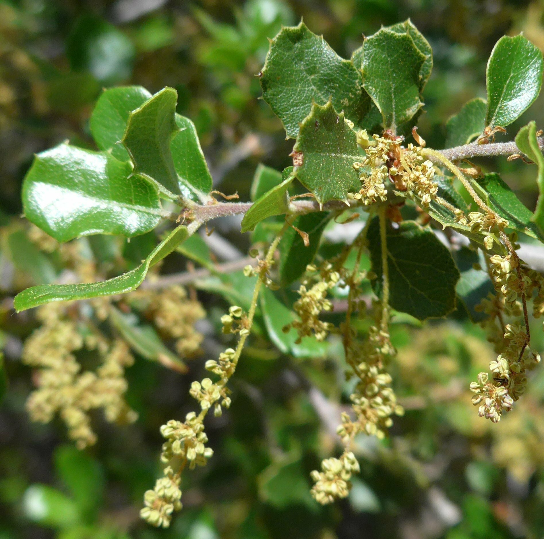 High Resolution Quercus berberidifolia Flower